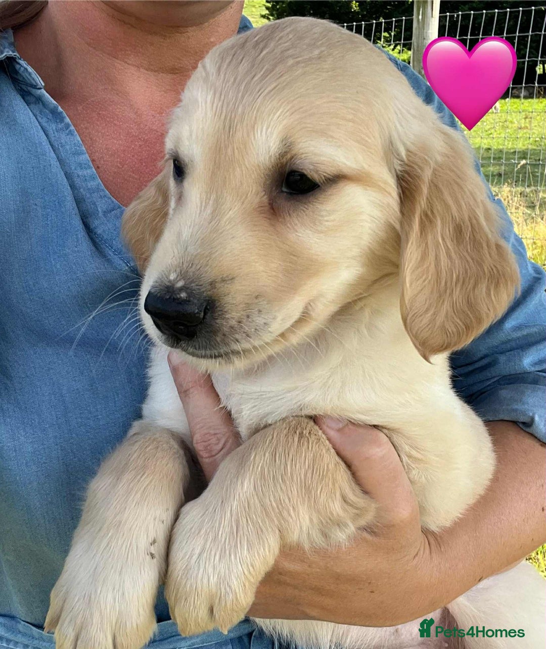 Golden Retriever dogs for sale: Beautiful KC Golden Retriever Puppies - Image 27