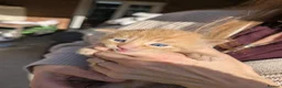 Domestic Shorthair cats for sale: Ginger male  - Advert 3