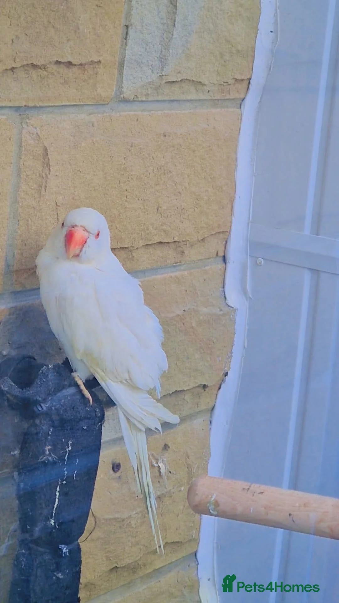 Parrots birds for sale: white female ringneck in Bradford - Advert 2