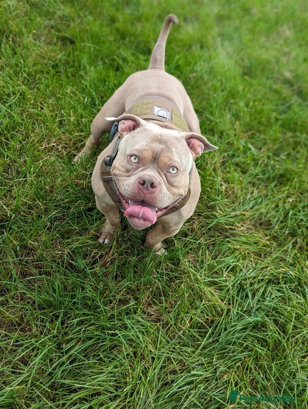 American Bully dogs for sale: Super loving Pocket bully rehome - Image 5