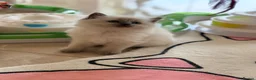 Ragdoll cats for sale: Champion pedigree Chucky Ragdoll babies  - Advert 31