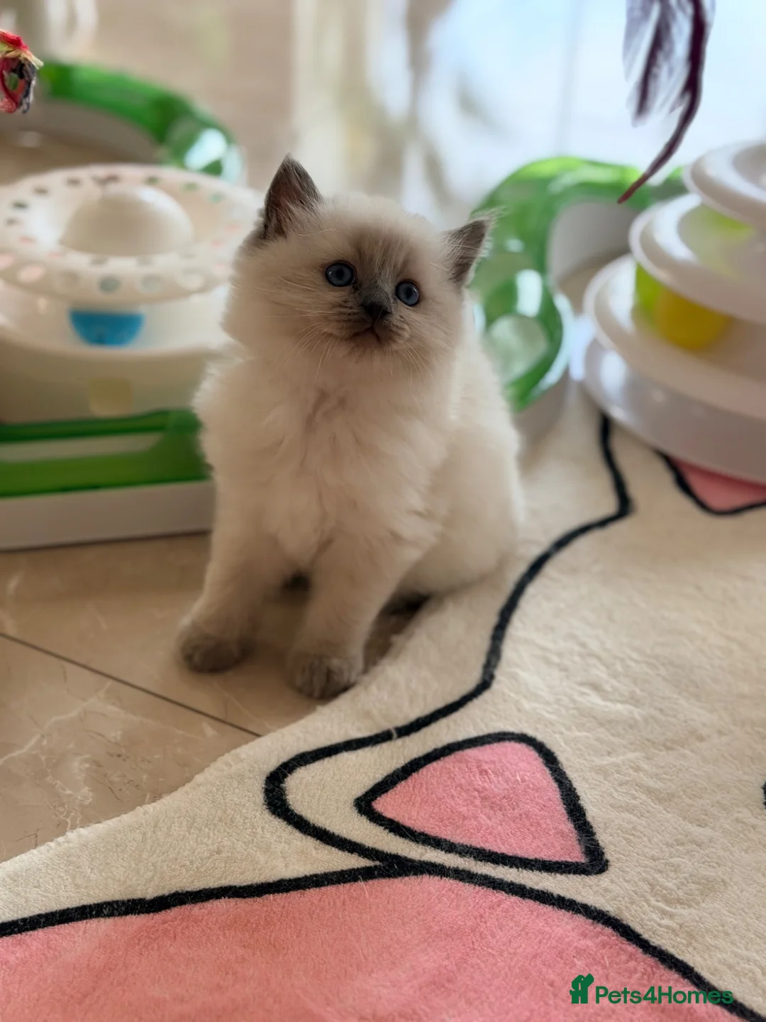 Ragdoll cats for sale: Champion pedigree Chucky Ragdoll babies  - Advert 31