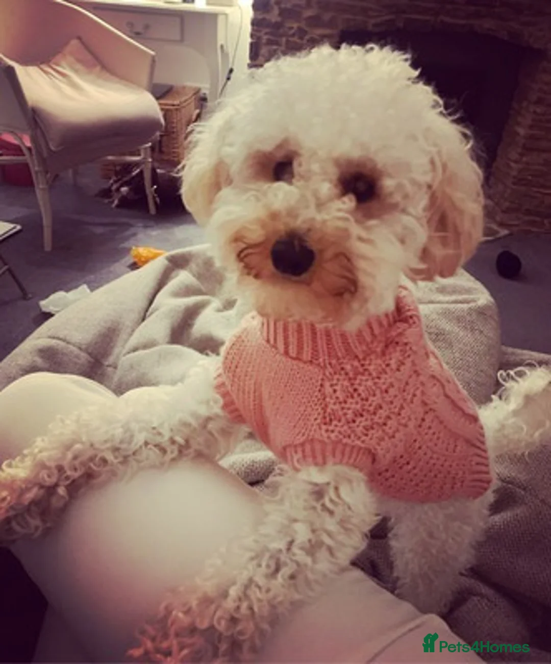 Toy Poodle dogs for sale: well trained female toy poodle - Advert 1
