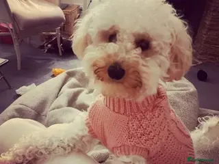 Toy Poodle dogs well trained female toy poodle - Advert 3