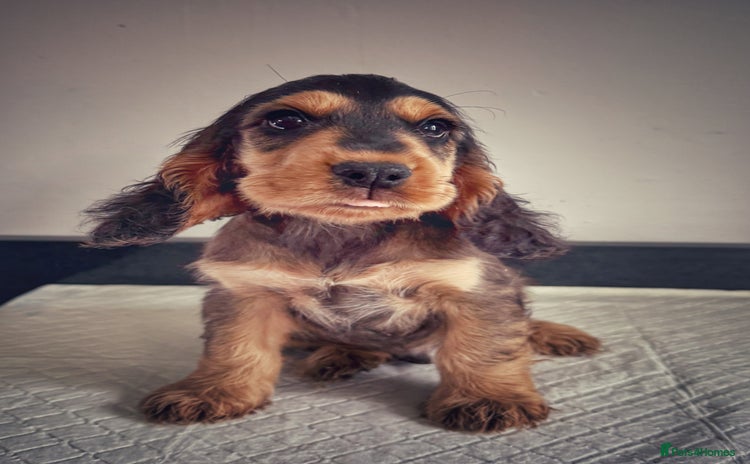 Cocker Spaniel dogs in Lydbury North - Advert 2