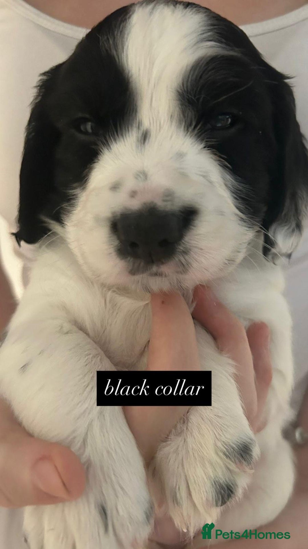 Sprocker dogs for sale: Sprocker puppies. Ready to leave 10th October.  - Image 4