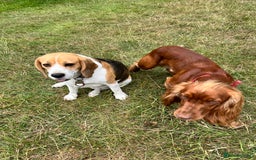 Bocker dogs for sale: Bocker Puppies for Sale - Image 16