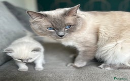 Ragdoll cats for sale: Ragdoll kittens for sale  - Image 9