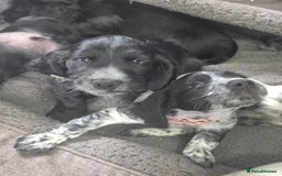 Cocker Spaniel dogs for sale: Cocker spaniel pups ready now!!  - Image 1