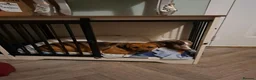 Patterjack dogs for sale: Patterjack (honey) - Advert 3