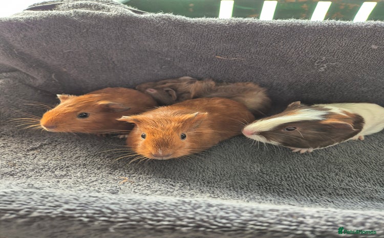 Guinea Pig rodents - Advert 8