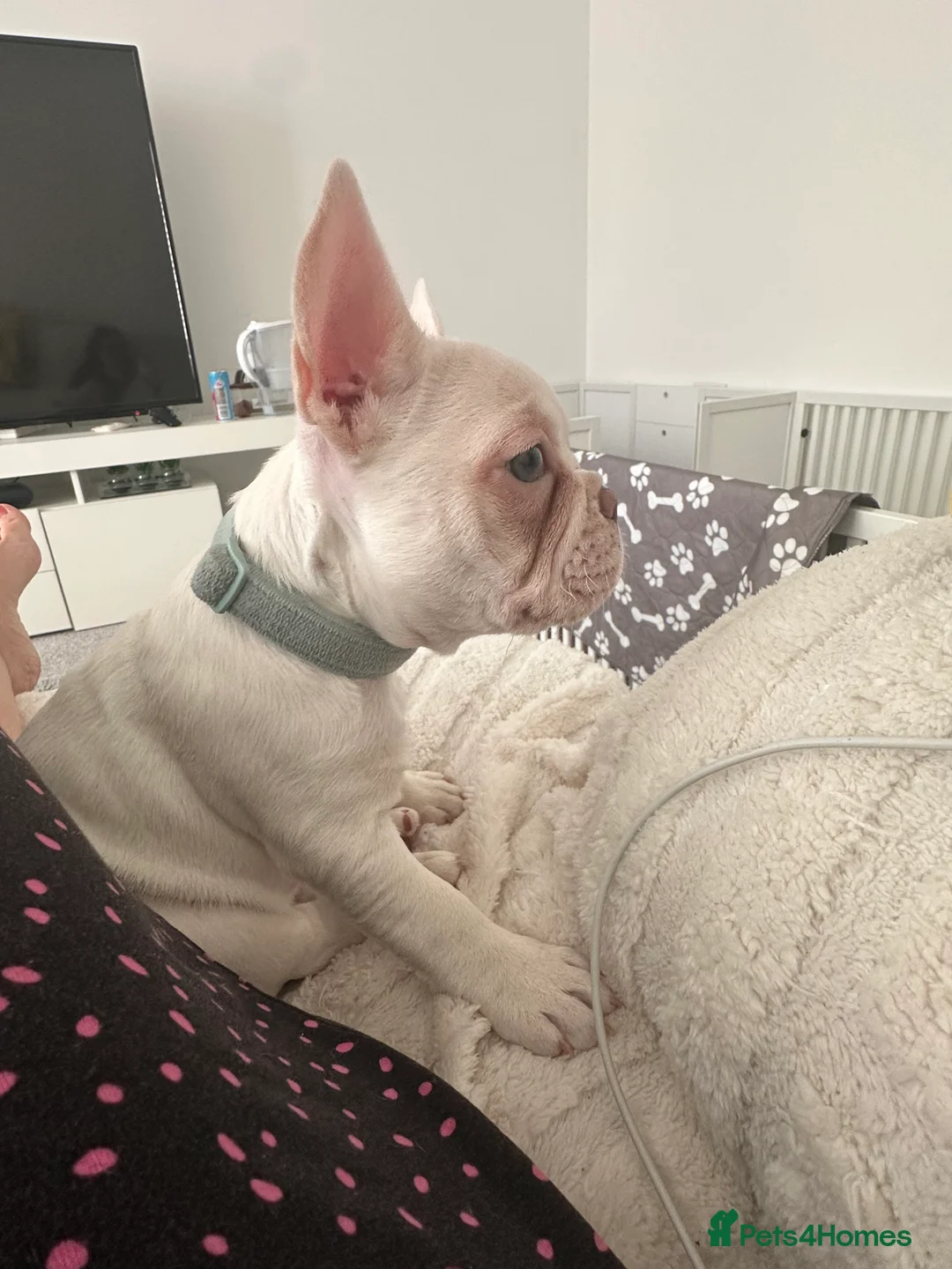 French Bulldog dogs for sale: ✨Price Dropped ✨ Cream girl available now 🏡❤️ - Advert 2