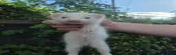 Ferret rodents for sale: 💚 Adorable well handled baby ferrets available 💚 - Advert 2