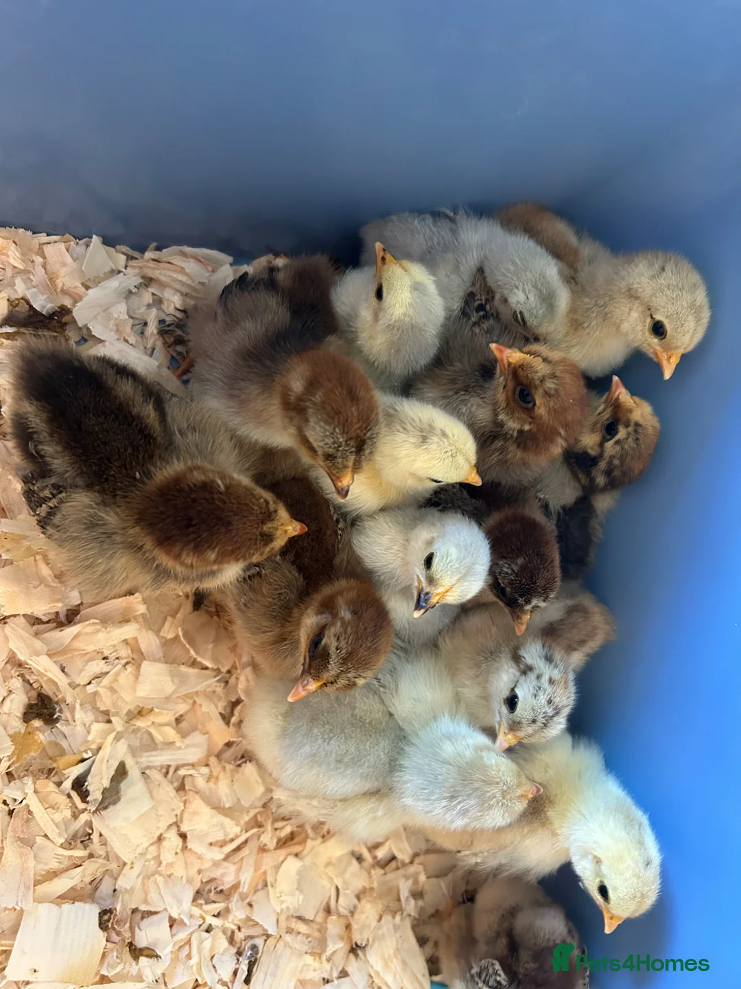 Chickens poultry for sale: Pekin bantam chicks, eggs and pullets - Advert 2