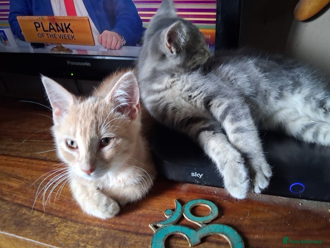 Mixed Breed cats for sale: Charming Cheeky Chunky  Bengal X Kittens. - Image 28