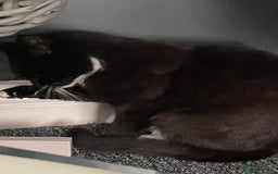 British Shorthair cats for sale: £20 British shorthair £20 - Image 2