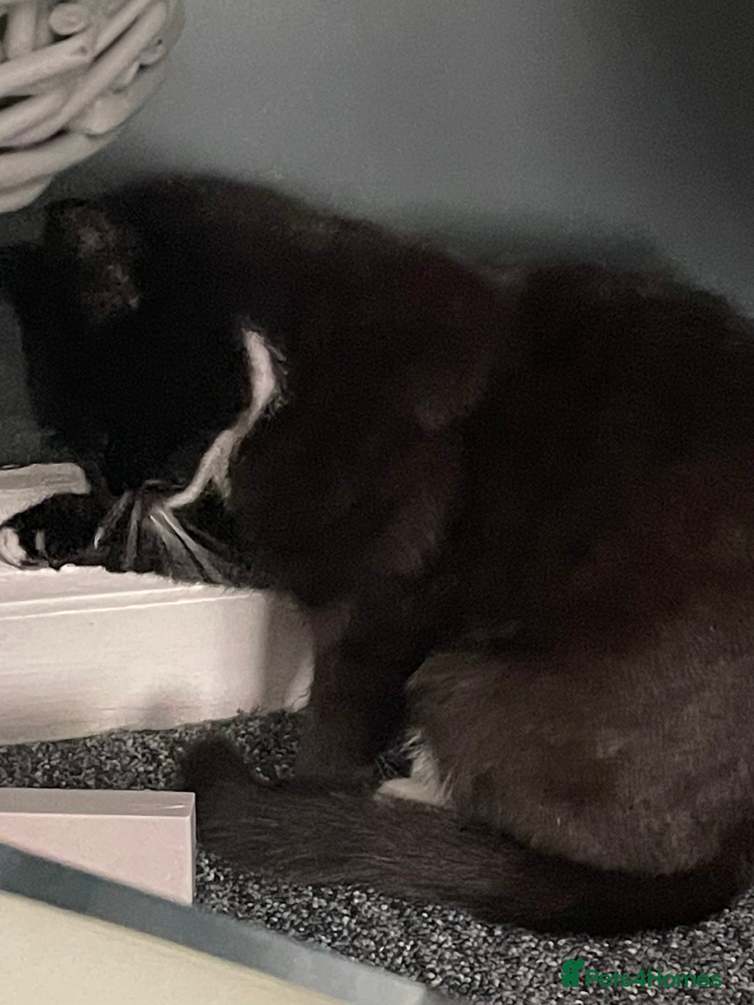British Shorthair cats for sale: £20 British shorthair £20 - Image 2