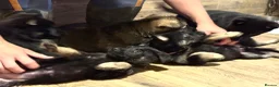 German Shepherd dogs for sale: German Shepherd Puppies - Advert 5
