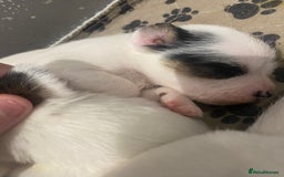 Parson Russell dogs for sale: KC Reg Champion lineage Puppys - Image 9