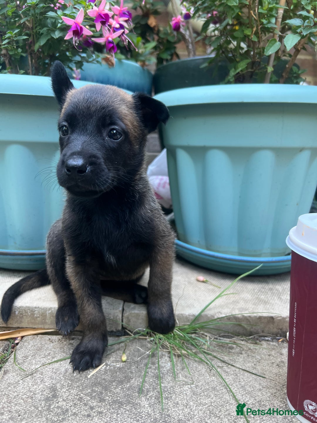 Belgian Shepherd Dog dogs for sale: 🐶Belgian Malinois Shepherd🐶 working dogs in Esher - Image 9