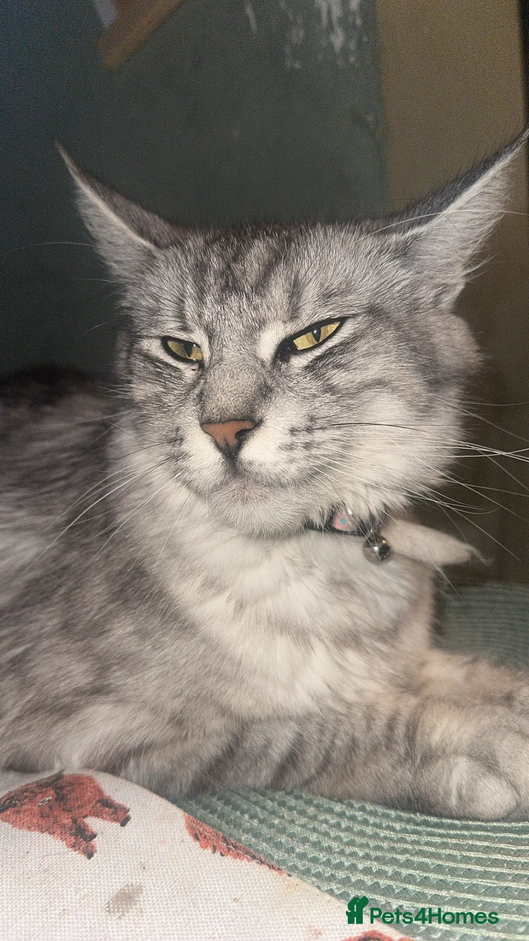 Maine Coon cats for sale: Maine coon X bsh - Advert 1