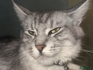 Maine Coon cats Maine coon X bsh - Advert 3