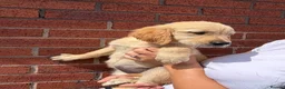 Golden Retriever dogs for sale: Kc reg golden retriever puppies  - Advert 5