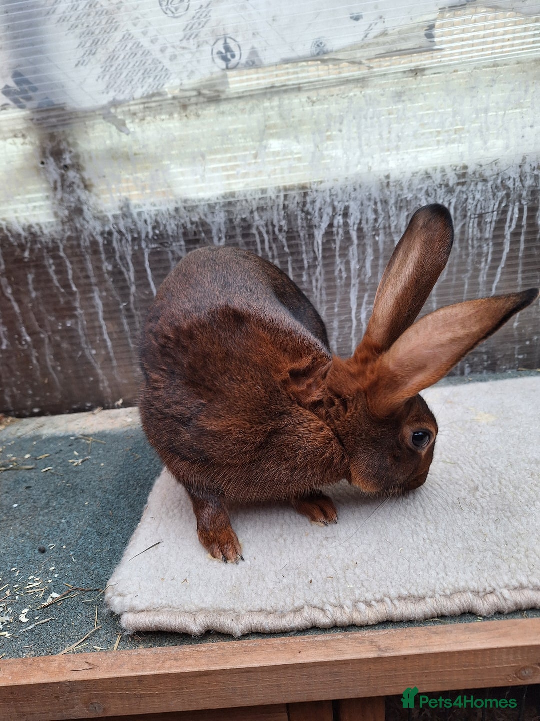 Belgian Hares rabbits for sale: CURRENTLY RESERVED - BRC Belgian Hare buck - Advert 6