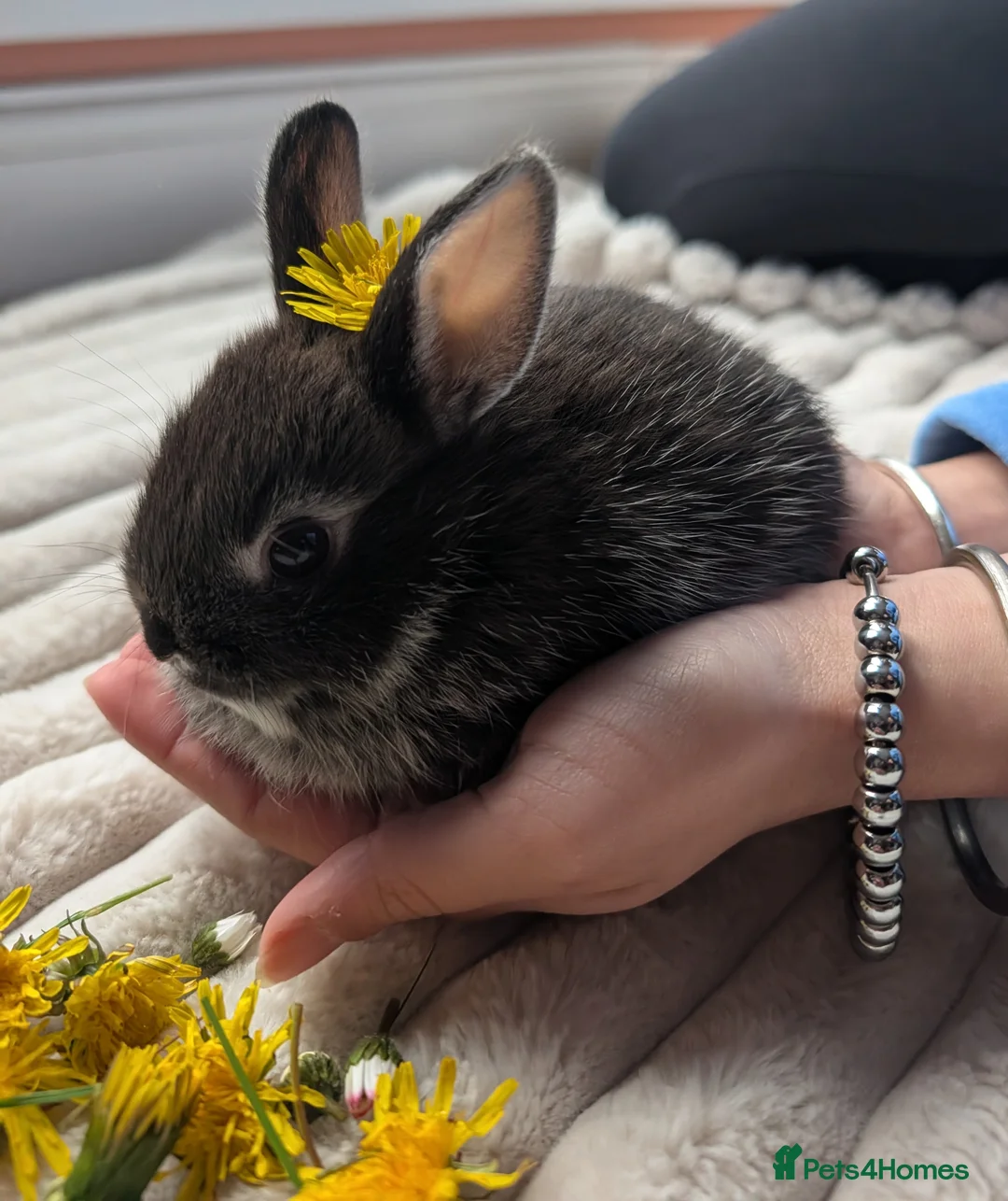Netherland Dwarf rabbits for sale: 5 Netherland Dwarf Bunnies in Southall - Advert 5
