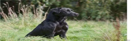 Labrador Retriever dogs for sale: Health tested KC Labrador Puppies in Newbury - Advert 15