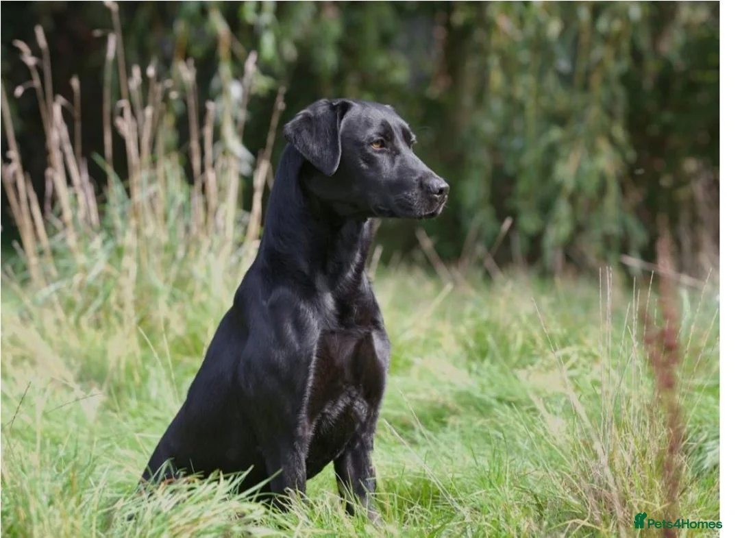 Labrador Retriever dogs for sale: Health tested KC Labrador Puppies in Newbury - Advert 15