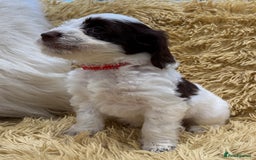 Mixed Breed dogs for sale: Mega Coated Schnockerpoo puppies - Image 33