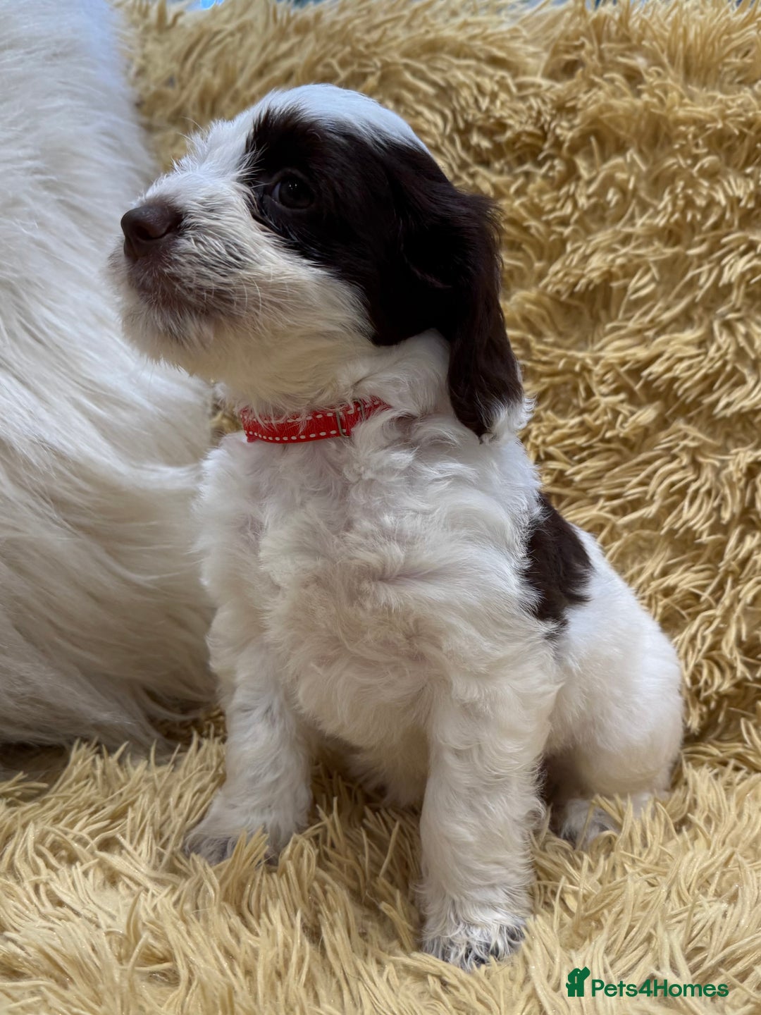 Mixed Breed dogs for sale: Mega Coated Schnockerpoo puppies - Image 33