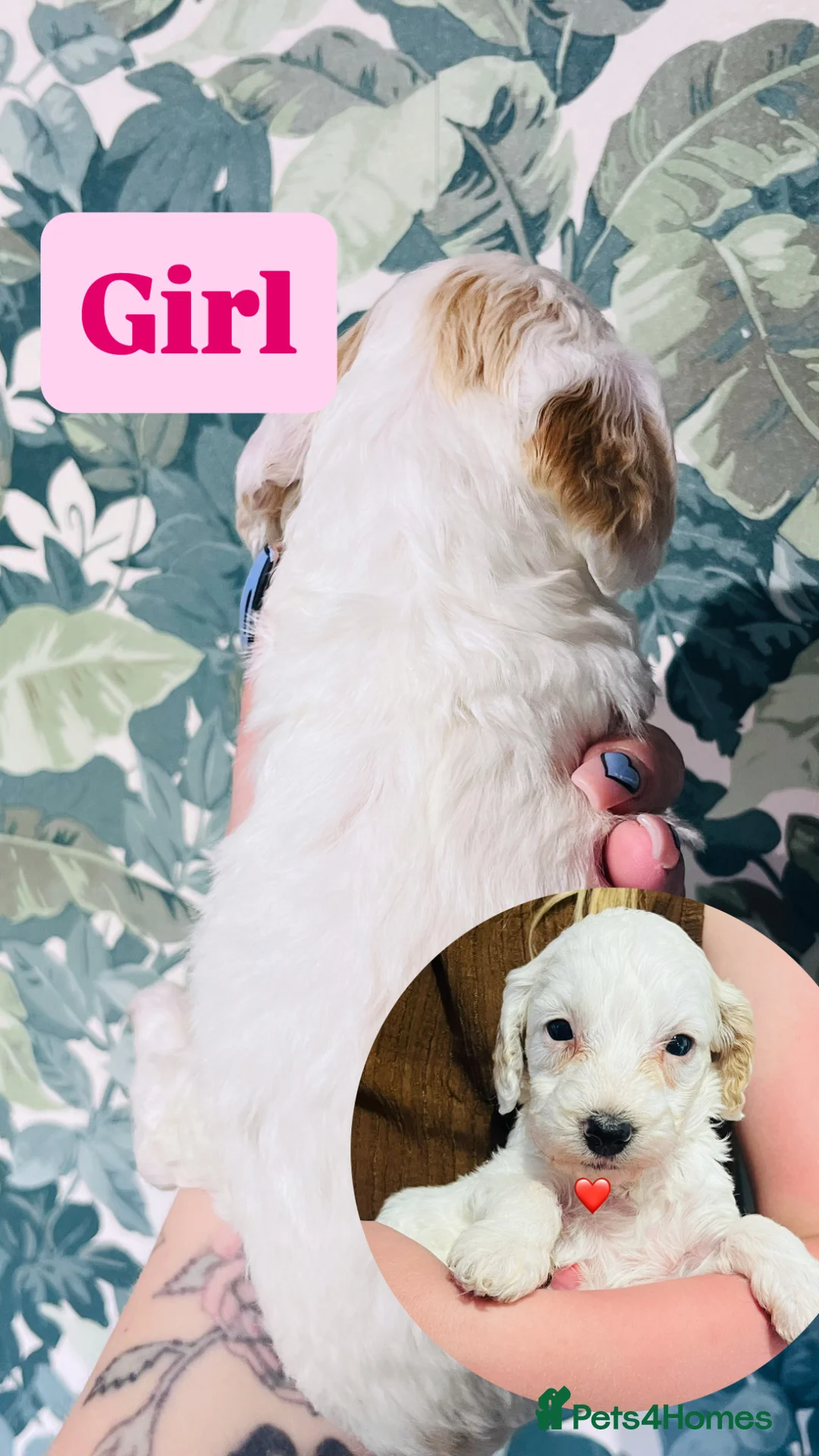 Cockapoo dogs for sale: Beautiful f2 cockapoo pups  - Advert 9