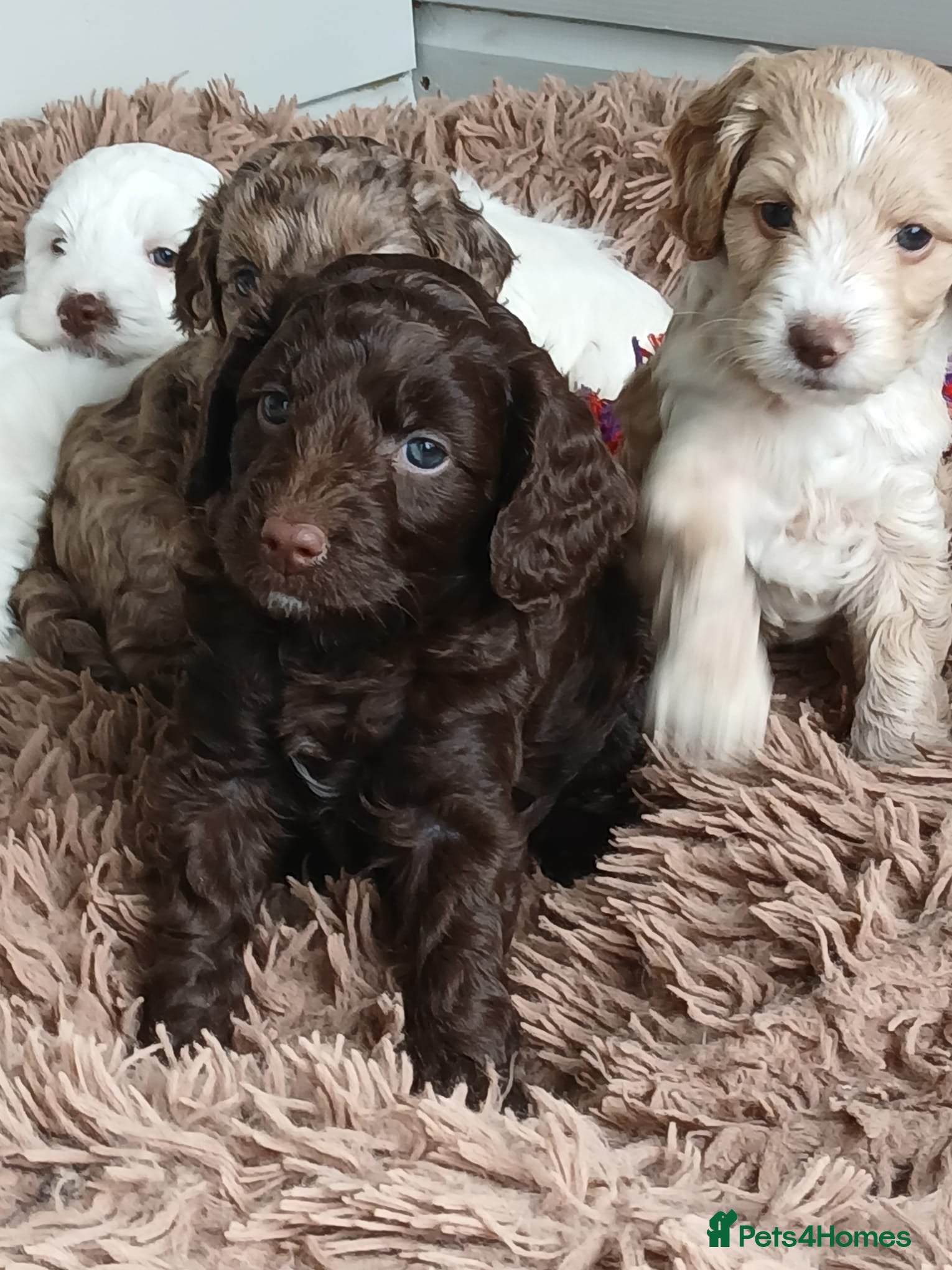 Cockapoo dogs Cockerpoo - Advert 11