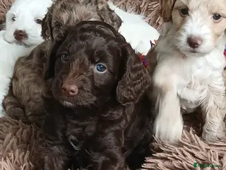 Cockapoo dogs Cockerpoo - Advert 15