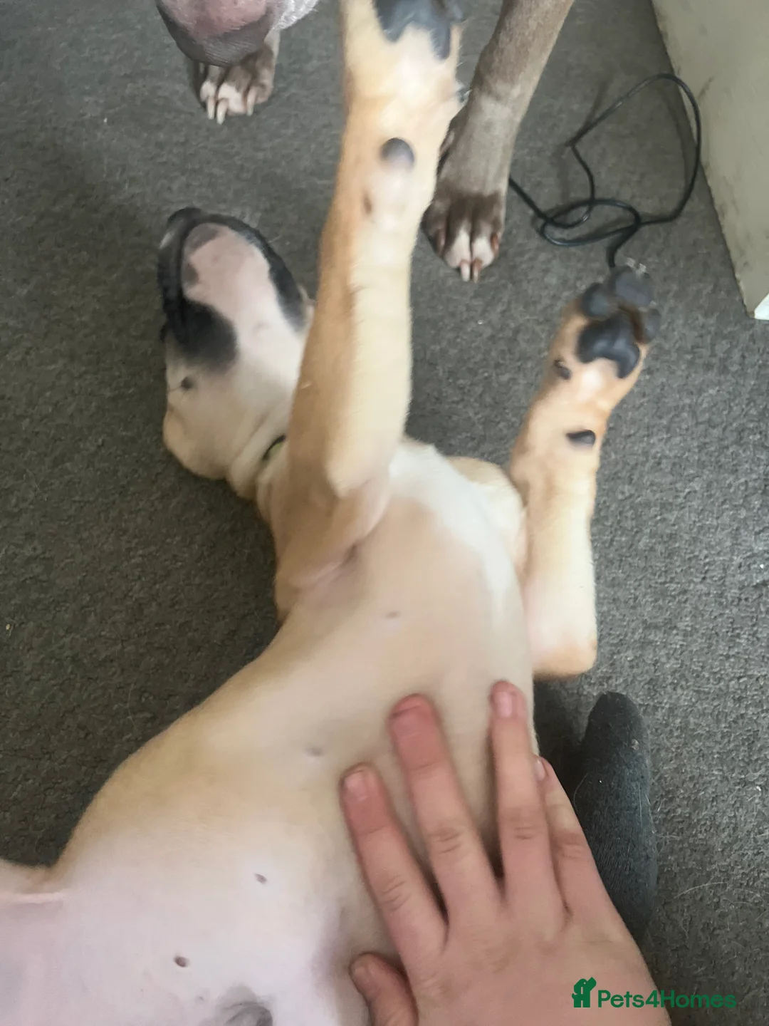 Mixed Breed dogs for sale: 8 Beautiful Mastiff x Staff x Black Mouth Cur Pups - Advert 31