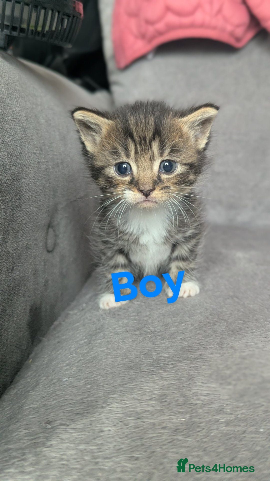 Mixed Breed cats Last 3 available  - Advert 1