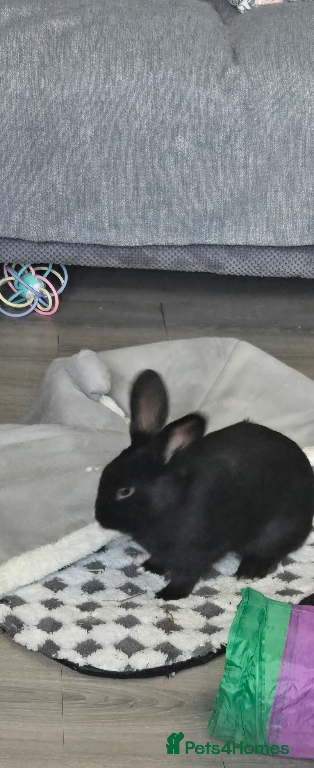 Dutch rabbits for sale: Daisy  in London - Advert 2