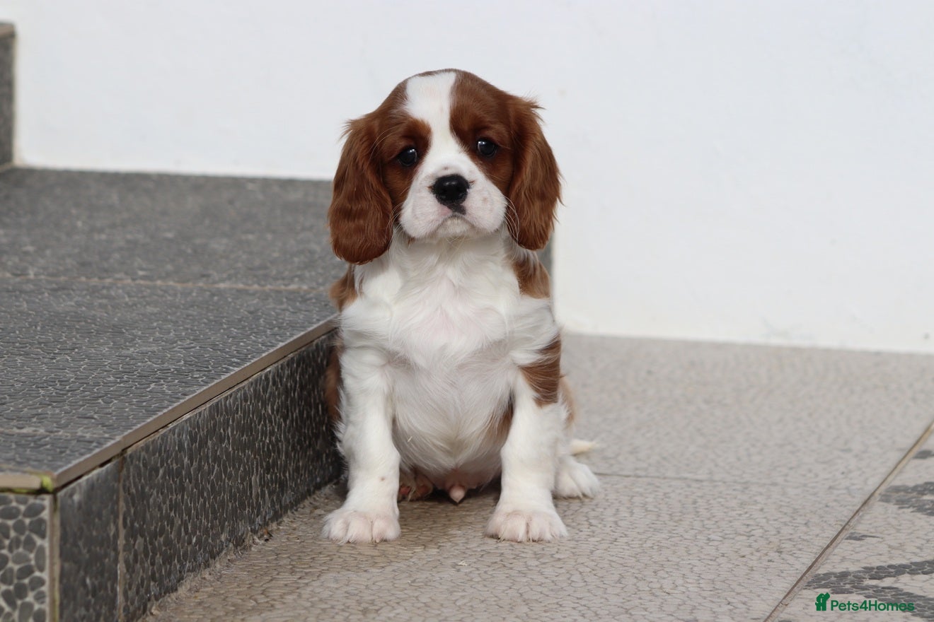 Cavalier King Charles Spaniel dogs Cavalier King Charles Spaniel puppy  - Advert 3