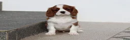 Cavalier King Charles Spaniel dogs for sale: Cavalier King Charles Spaniel puppy  - Advert 1