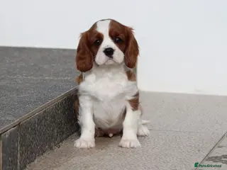 Cavalier King Charles Spaniel dogs Cavalier King Charles Spaniel puppy - Advert 3