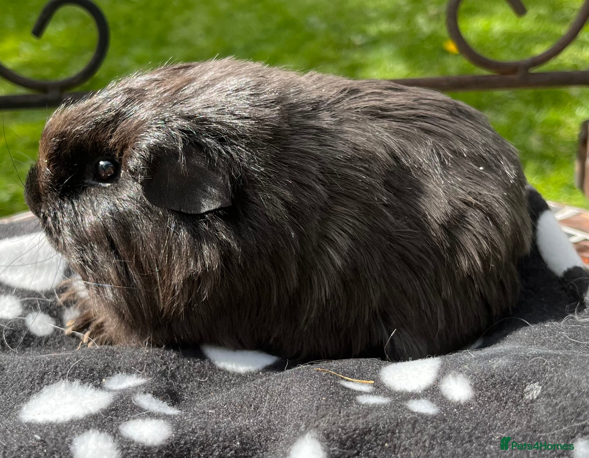 Guinea Pig rodents Sheltie/silky guinea pig breed quality/young  - Advert 1