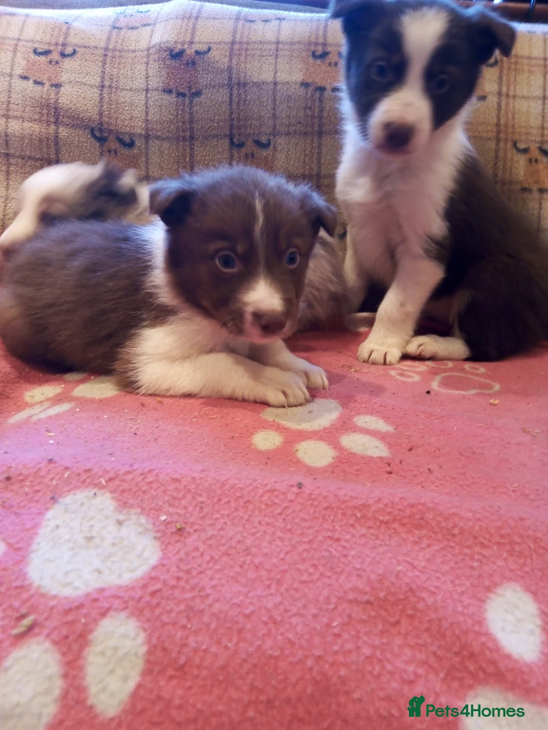 Border Collie dogs for sale: Stunning Red Merle and Red and White Puppies - Advert 5