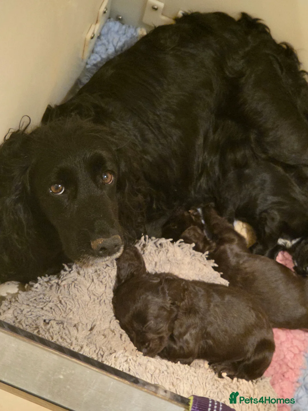 Cocker Spaniel dogs for sale: KC/HEALTH TESTED/5STAR - Advert 2