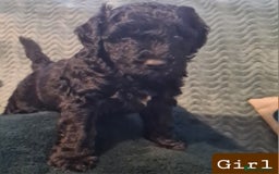 Labradoodle dogs for sale: Labradoodles Multigen - Family raised - Advert 7