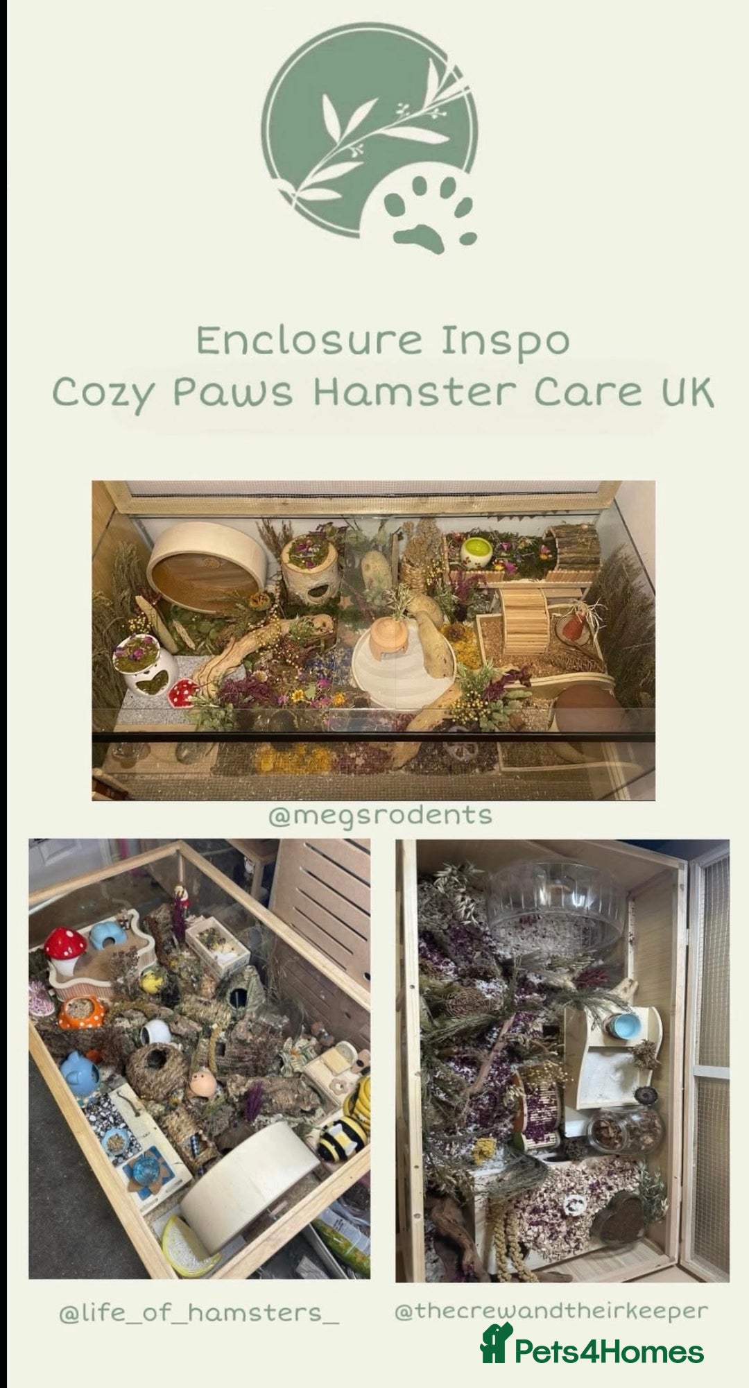 Hamster rodents for sale: 🐹 Sweet Tame Hamster! 🐹 - Advert 9