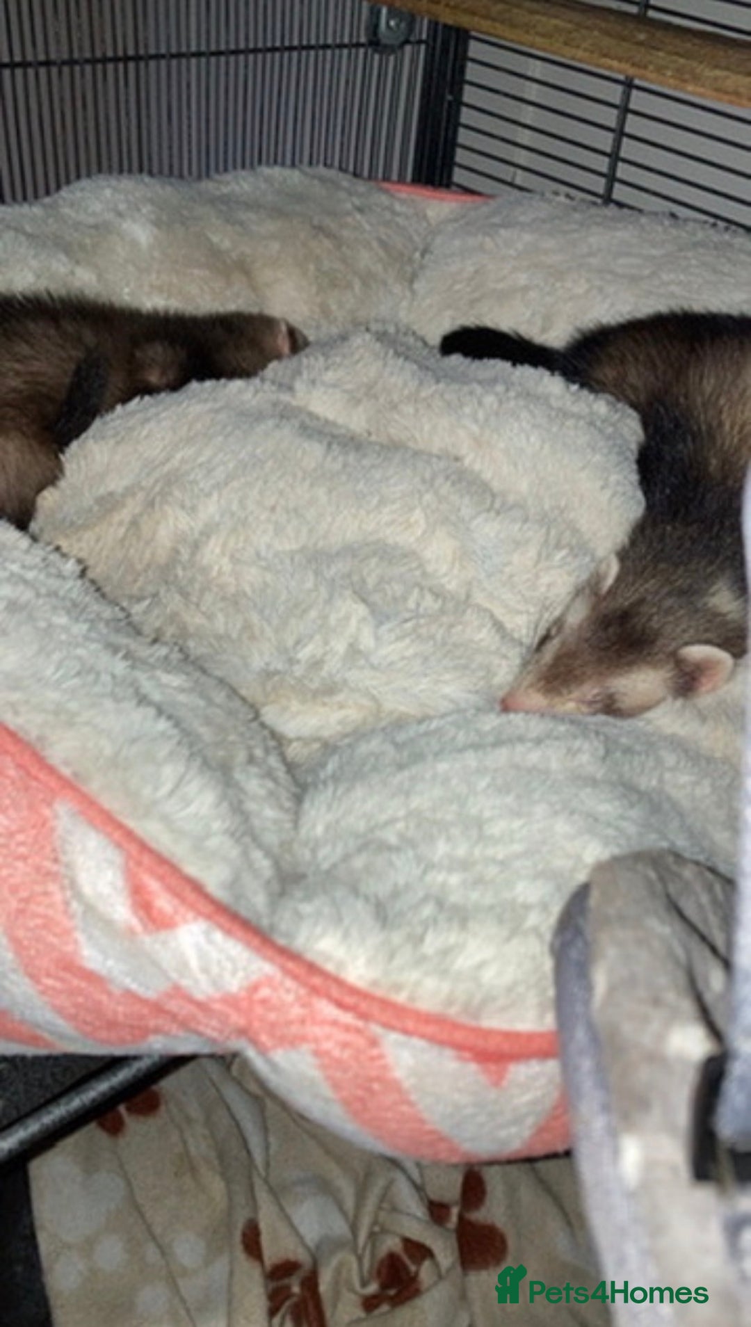 Ferret rodents for sale: bambi and kiko - Advert 1