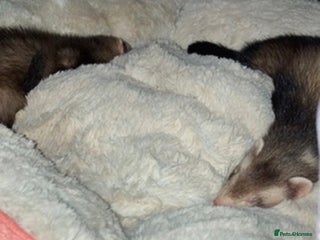 Ferret rodents bambi and kiko - Advert 2