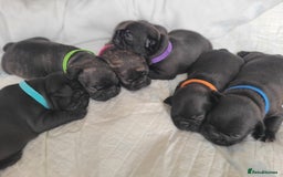 French Bulldog dogs for sale: 2 Girls and 4 Boys - Image 8